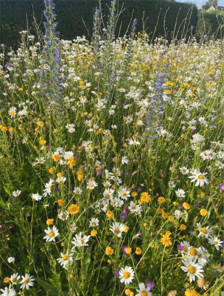 midsommer